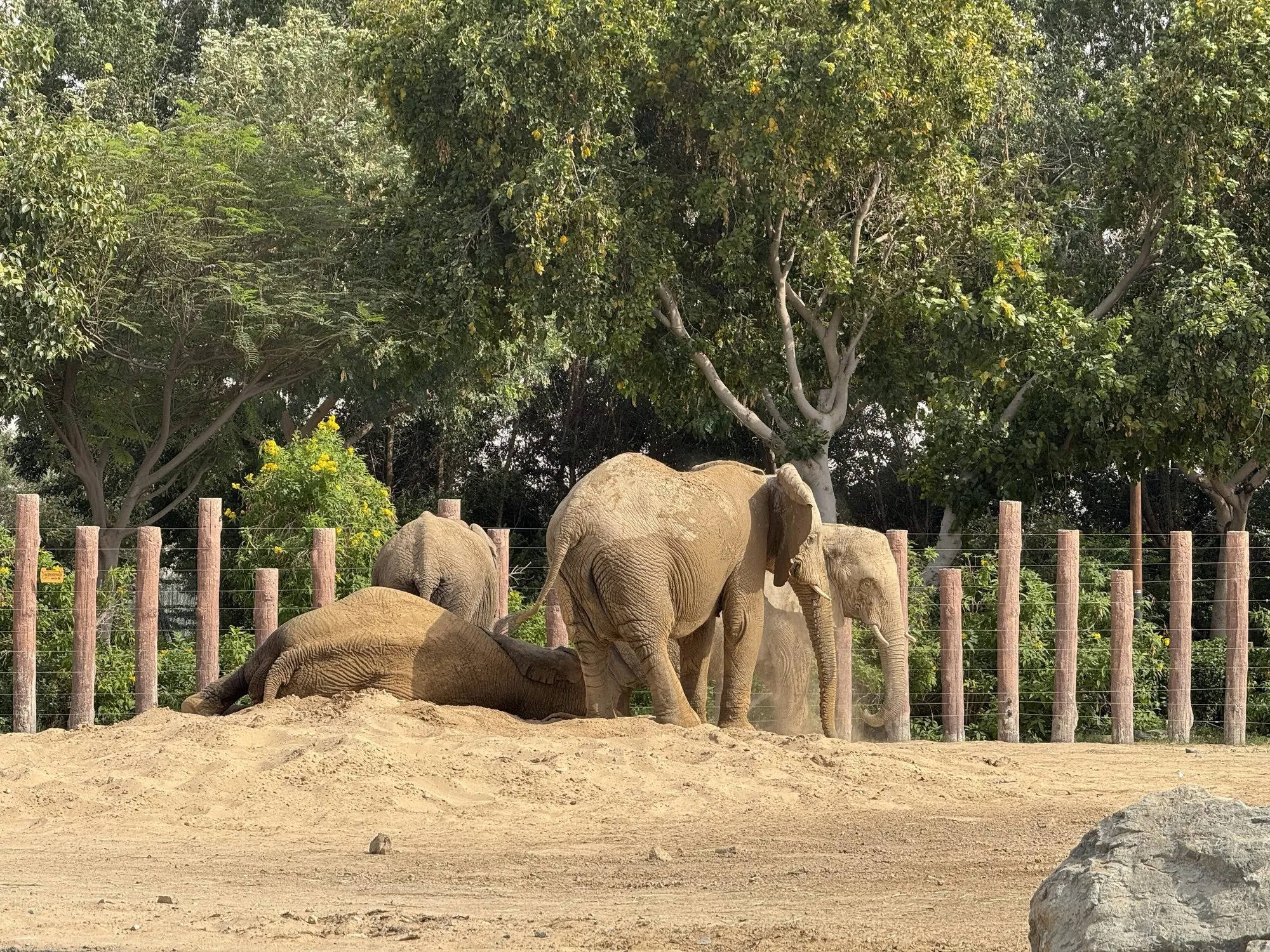 African elephants resting in their sandy enclosure among trees at Dubai Safari Park