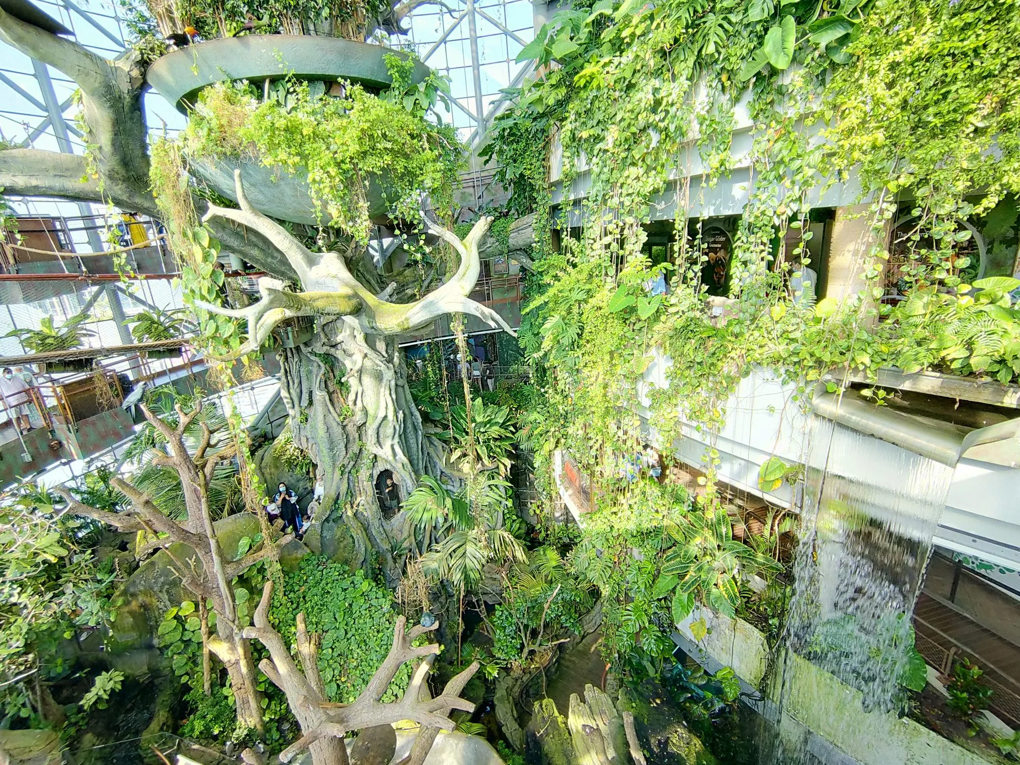 The giant indoor rainforest tree and waterfall inside The Green Planet, Dubai